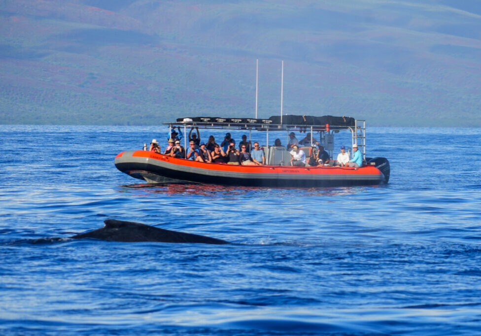 Group of tourists on a speedboat observing the fin of a humpback whale near Lahaina on Maui island, Hawaii